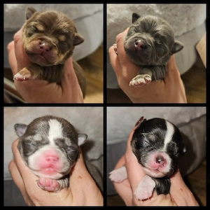 Chihuahua Welpen reinrassig 