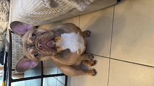     Liebevolle Französische Bulldogge sucht neues Zuhause