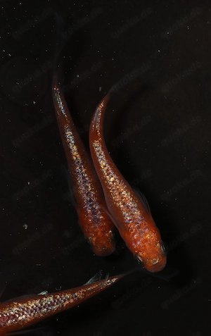 Medaka Ulysses Red Lace Longfin - Teich Fische - Reisfische Bild 2