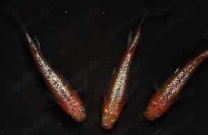 Medaka Ulysses Red Lace Longfin - Teich Fische - Reisfische