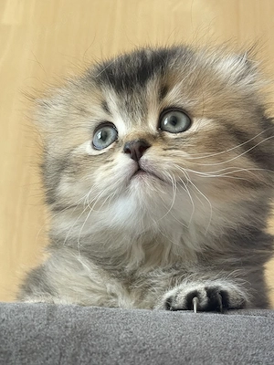 Wunderschöne Baby Kitten mit goldenem Fell suchen ein liebevolles Zuhause 