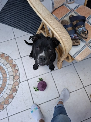 junghund old englisch bulldog mix