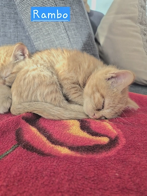 Kater sucht noch ein liebevolles Zuhause 