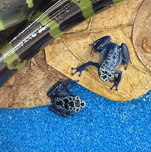 0,2 Dendrobates tinctorius azureus (die beiden letzten)