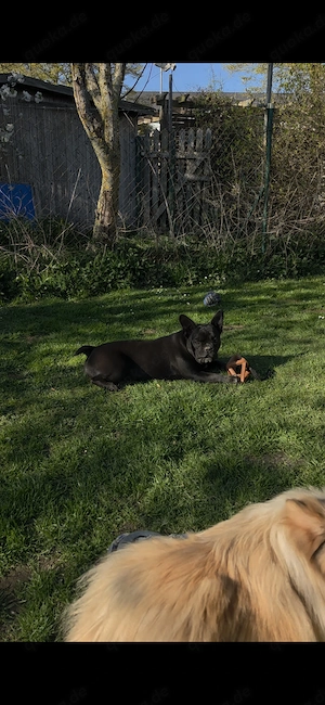 Exotic Bully Junghündin