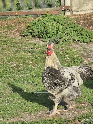 Hahn, Mix Seidenhuhn   Totleger