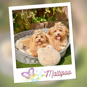 Exklusive Mini Maltipoo Welpen aus traumhafter Verpaarung kleiner, wunderschöner Eltern.