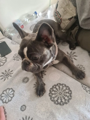 Gebe schweren herzens meine hündin ab. Französische bulldogge