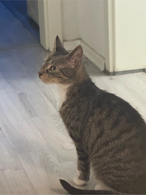 Junges zutrauliches kätzchen sucht...