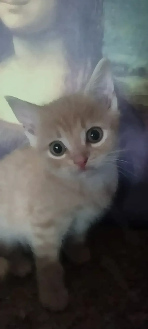 1 süssed Katzenbaby !