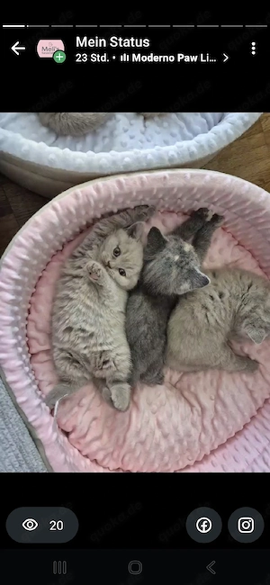Hübsche Bkh Kitten