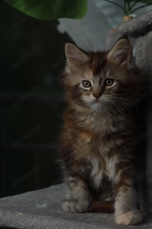 Maine-Coon-Kätzchen