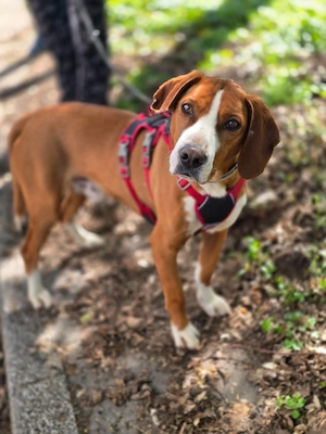 Freddy - ein aktiver und kluger Begleiter