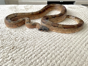  Hypo Leopard Boa 1.0 poss. Super Leopard, 66% ph Blood