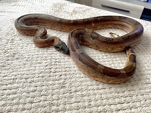  Hypo Leopard Boa 1.0 poss. Super Leopard, 66% ph Blood Bild 2