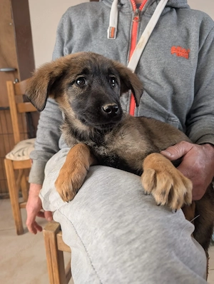 Kira   fröhliches Hundemädchen 