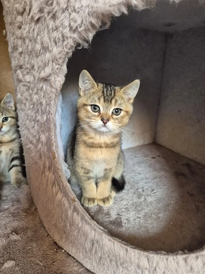 Reinrassige BKH Junge sucht neues Zuhause