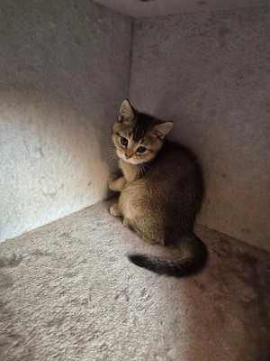 Reinrassige BKH Junge sucht neues Zuhause Bild 2