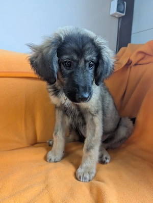 Cookie - ein kleiner Überlebenskünstler