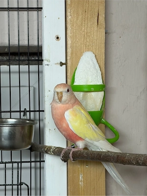 bourksittiche und schönsittiche abzugeben 