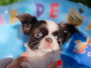 *Chihuahua Welpen mit Ahnentafel Körzucht*