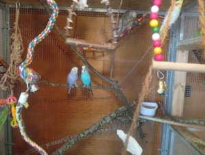 3 Wellensittiche abzugeben