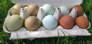 Bruteier buntleger easteregger Hühnereier 