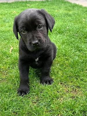  Kleiner Kaiser von Berlin    Das ist niedlich, deutsch und klingt wie ein richtig königlicher Hund