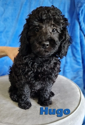 BreWells zuckersüße Zwergpudel Fellnase Hugo sucht noch ein neues liebevolles Zuhause