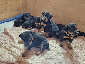 Deutsche Jagdterrierwelpen 