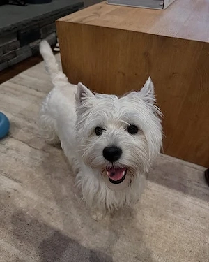 Wunderschöner West Highland Terrier -Welpe