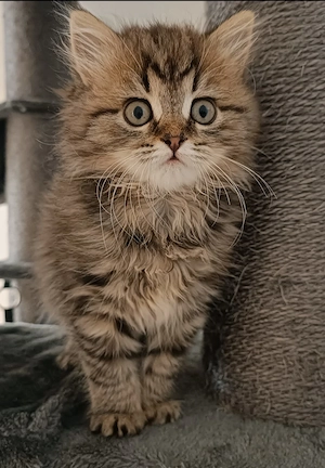 British Langhaar Kitten (3 Monate) sucht liebevolles Zuhause