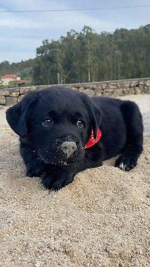 Dieser kleine schwarze Labradorwelpe hat diesen perfekten "unschuldigen, aber verschmitzten" Blick m