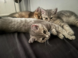 Drei süße BKH Kitten suchen ein liebevolles Zuhause