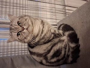 BKH Silver Tabby Kater  Simba  sucht liebevolles Zuhause