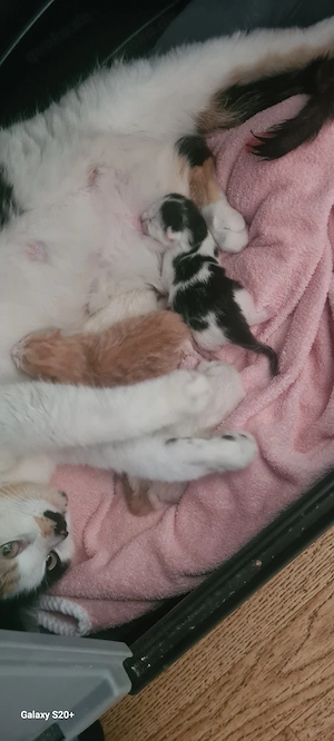 Katzenbabys suchen ein neues Zuhause 