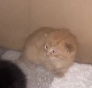 Schildpatt & Main coon mix  kitten 