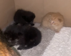 Schildpatt & Main coon mix  kitten 