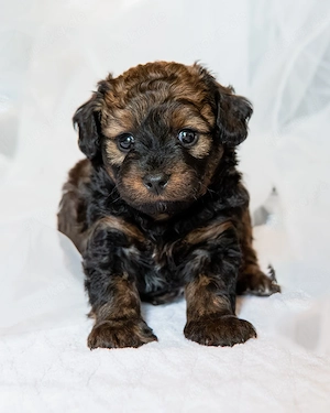yorkyPoo Welpen Weibchen 