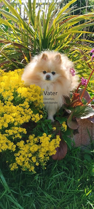 Pomeranian Zwergspitz Zuchtaufgabe