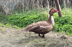 Enten Naturbrut Warzenenten 