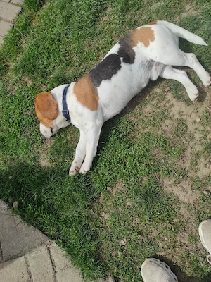Beagle Welpe Bild 3