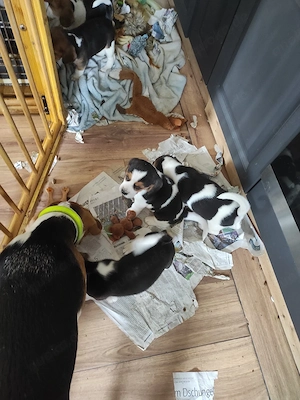 Beagle Welpe Bild 4