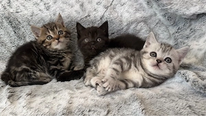 bkh kitten reinrassig mitte mai auszug nur novh 2 mädchen 