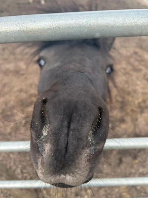 Biete Pflegebeteiligung mit Option auf Reitbeteiligung 