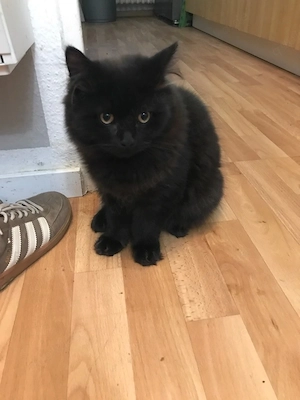 schwarzer BLH Kater 6 monate alt