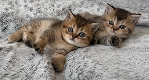 bkh kitten reinrassig golden shaded green eye's