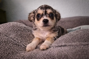 Wunderschöne Chihuahua Hündin 