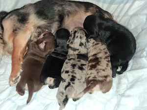 Chihuahua Welpen, zauberhaft und knuffig 