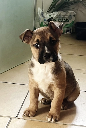 Mischling welpe sucht traum zuhause